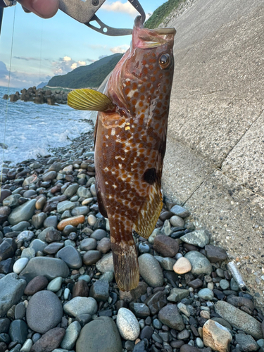 キジハタの釣果