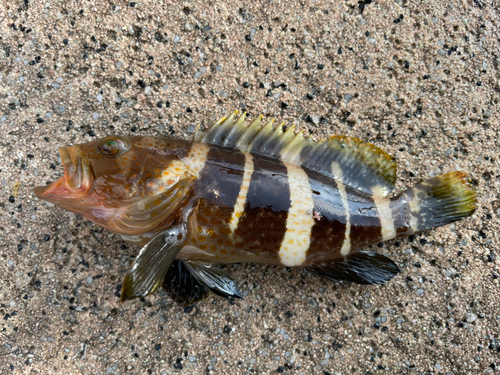 アオハタの釣果