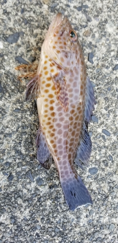 オオモンハタの釣果