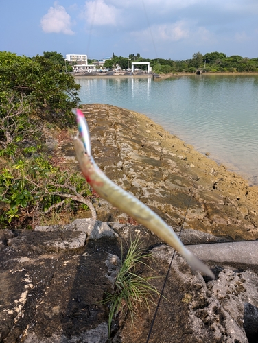 オニカマスの釣果