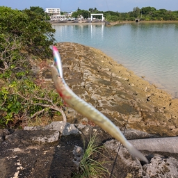 オニカマス