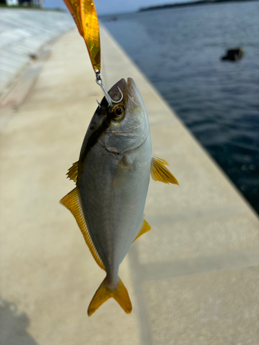 ショゴの釣果