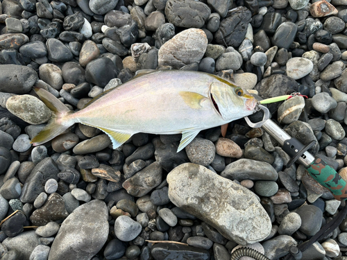 カンパチの釣果