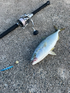 ヤズの釣果