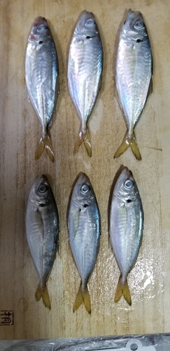 アジの釣果