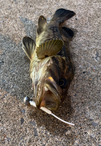 シマソイの釣果