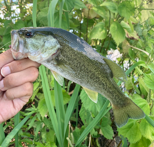 ブラックバスの釣果