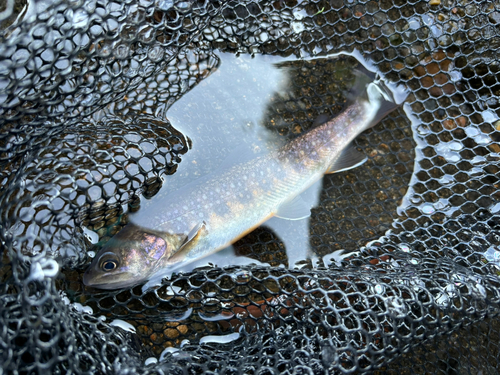 イワナの釣果