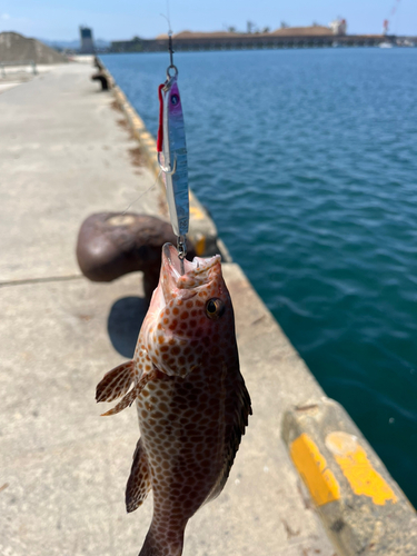 オオモンハタの釣果