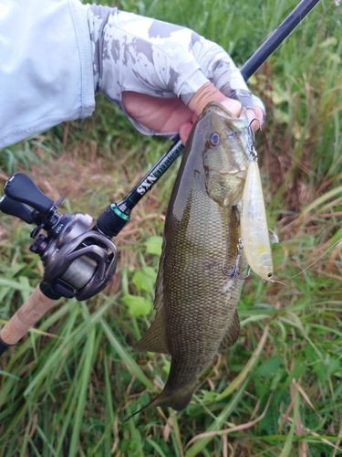 スモールマウスバスの釣果