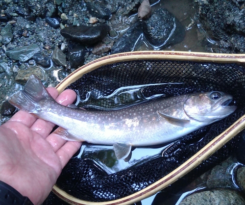 イワナの釣果