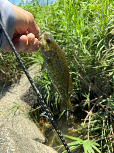 スモールマウスバスの釣果