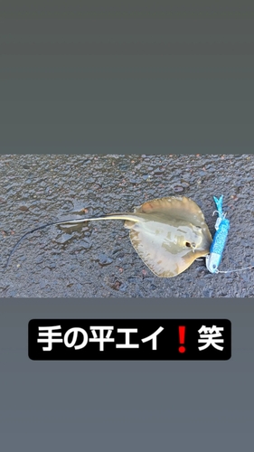 エイの釣果