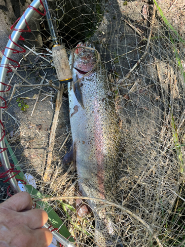 ニジマスの釣果