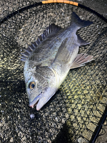 チヌの釣果