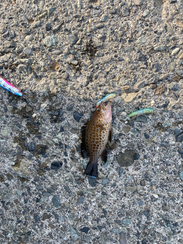 オオモンハタの釣果