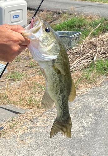 ブラックバスの釣果