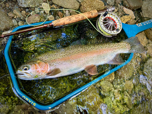 ニジマスの釣果