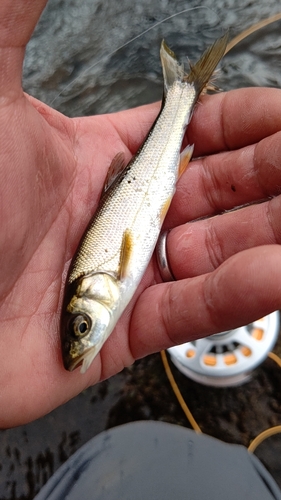 ウグイの釣果