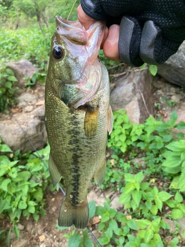 ラージマウスバスの釣果