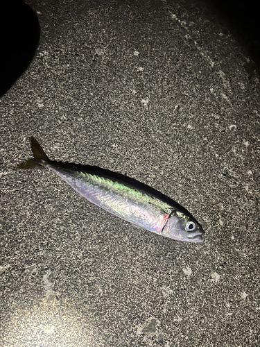 サバの釣果