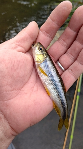 カワムツの釣果