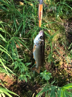 ウグイの釣果