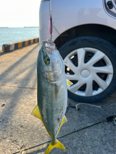 ワカシの釣果