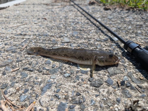 マハゼの釣果