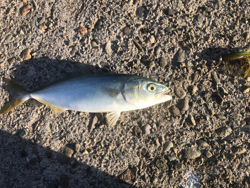 ワカシの釣果