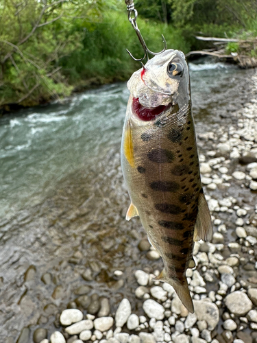 釣果