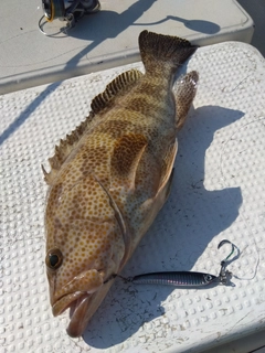 オオモンハタの釣果