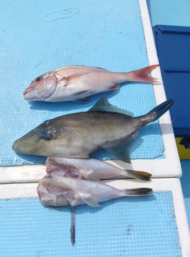 タイの釣果