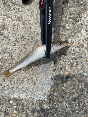 カマスの釣果