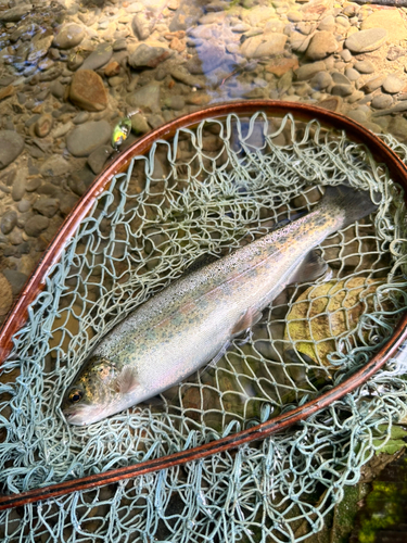 ニジマスの釣果