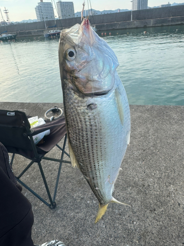 コノシロの釣果