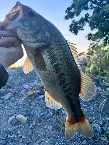 ブラックバスの釣果