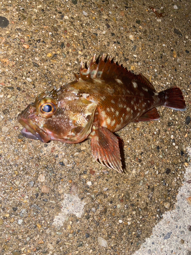 カサゴの釣果