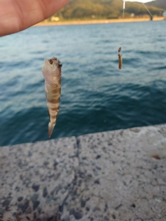 イトヒキハゼの釣果