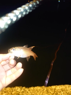 ネンブツダイの釣果