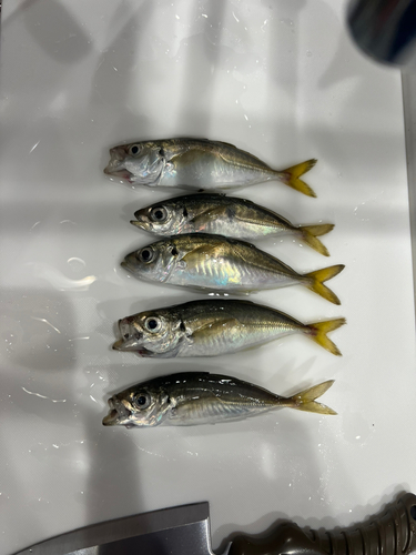 アジの釣果