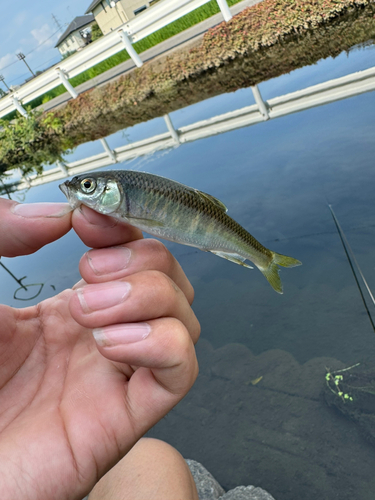 オイカワの釣果