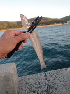 キスの釣果