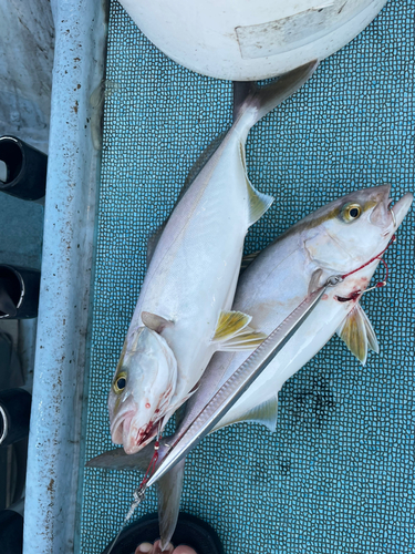 ネイリの釣果