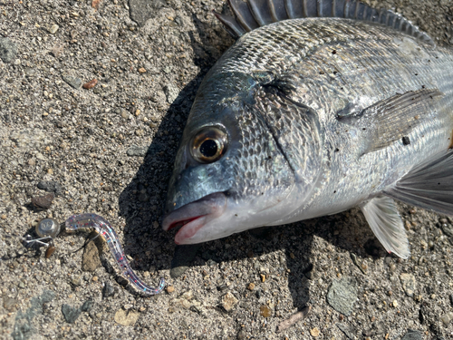 クロダイの釣果