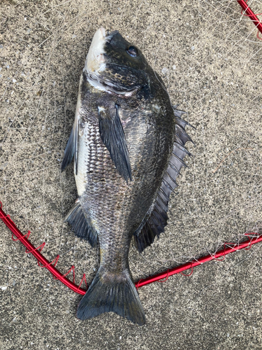 クロダイの釣果