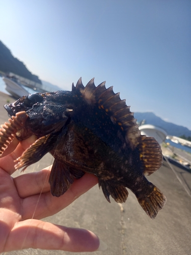 ベッコウゾイの釣果