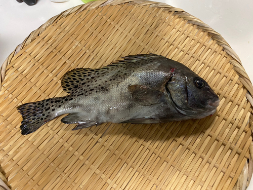 コショウダイの釣果