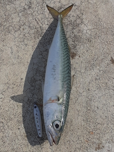 マサバの釣果