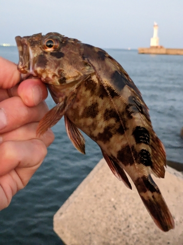 タケノコメバルの釣果